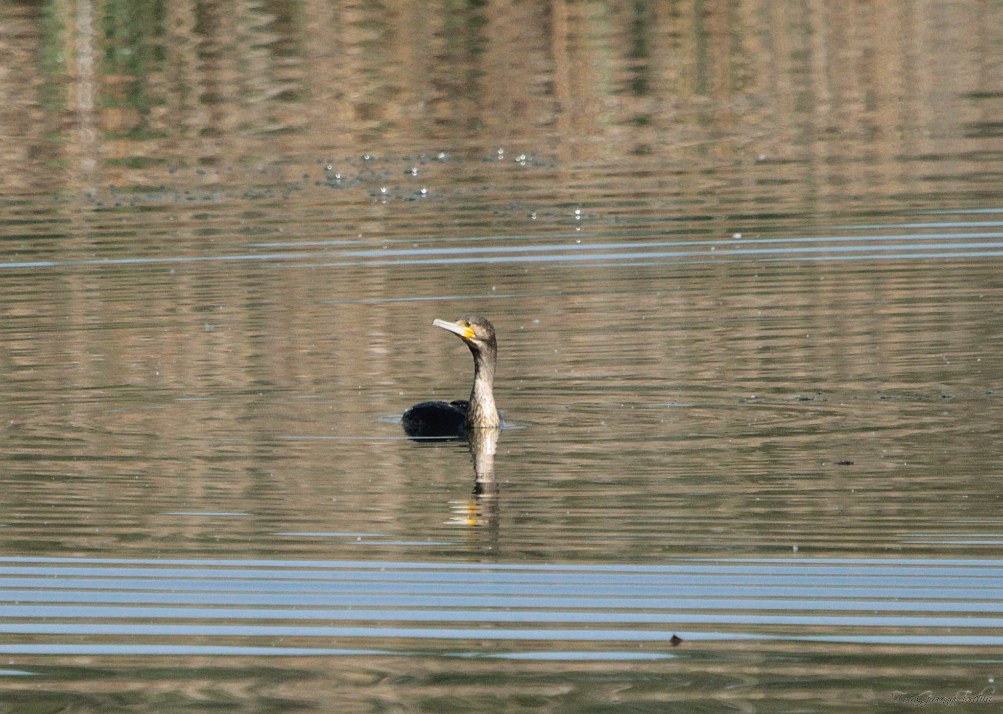 Sigma 150-600mm F5-6.3 DG OS HSM | C sample photo. Oasis of lake candia canavese - italy cormorano photography