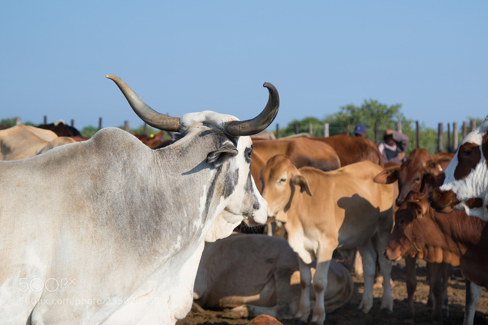 Canon EOS 7D Mark II sample photo. Horned cow photography
