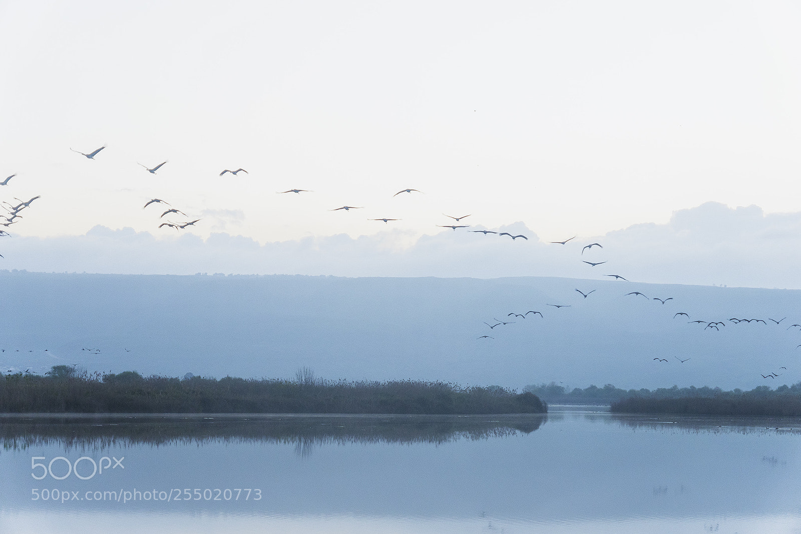Sony ILCA-77M2 sample photo. Birds photography