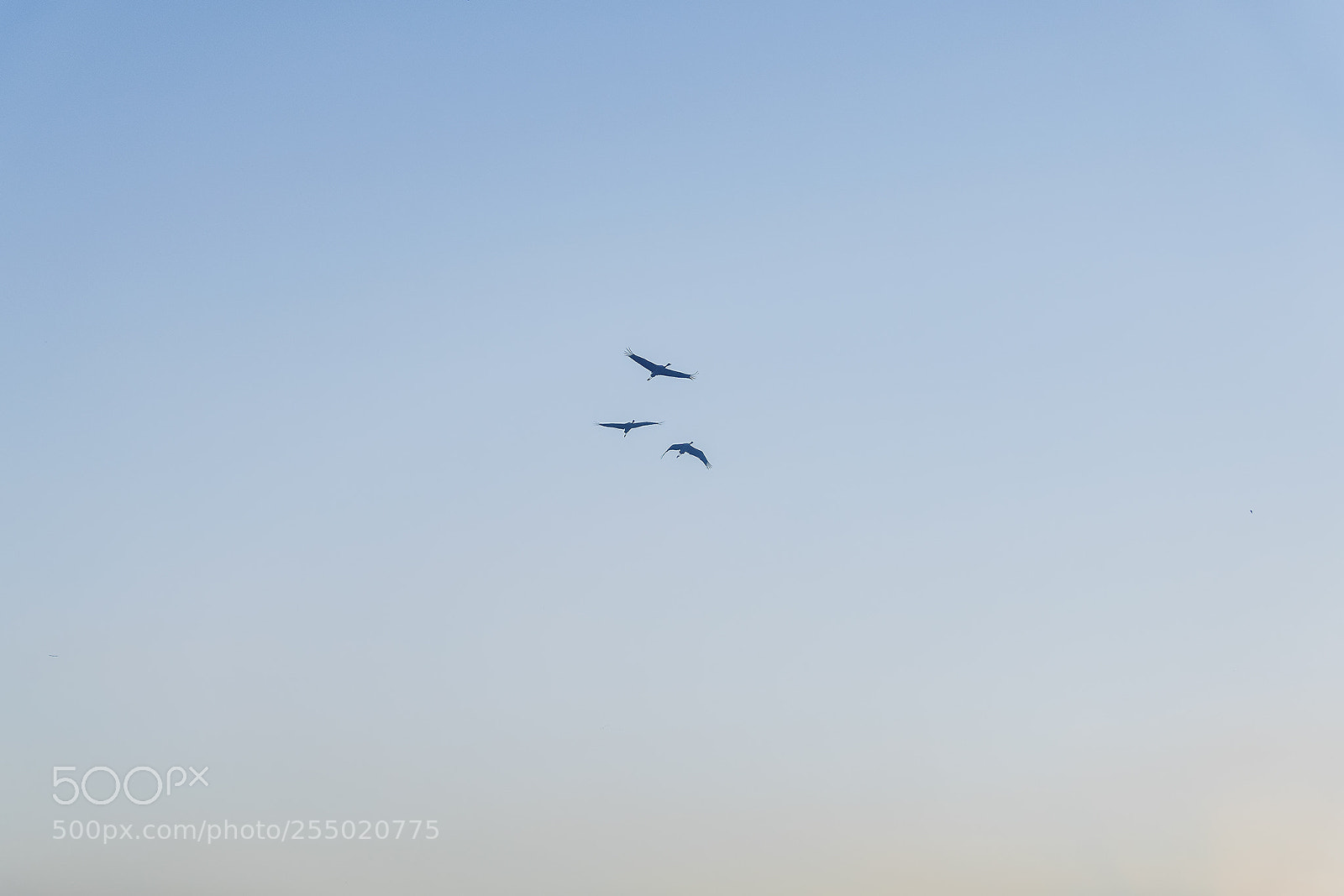 Sony ILCA-77M2 sample photo. Birds photography