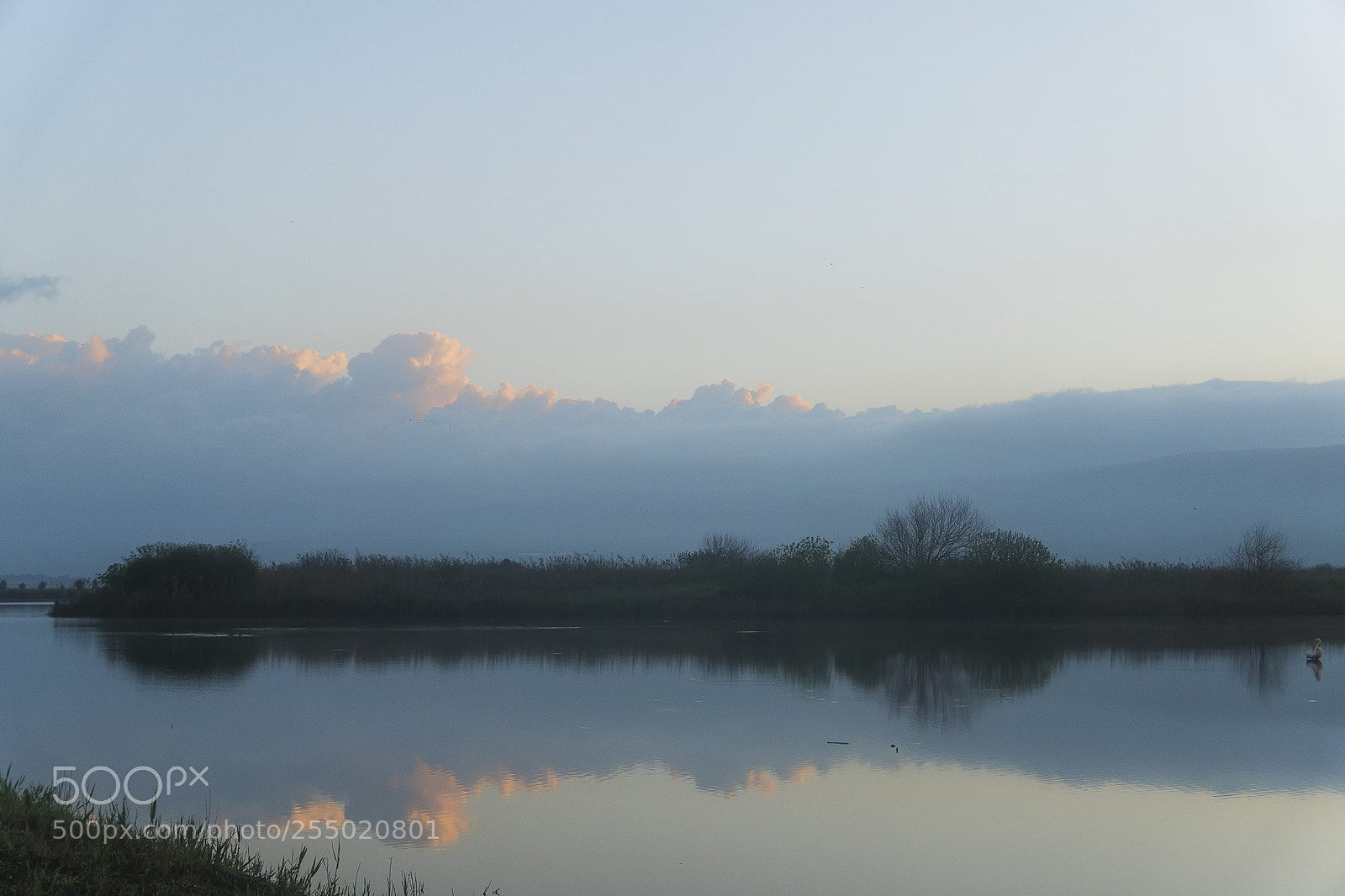Sony ILCA-77M2 sample photo. Birds photography