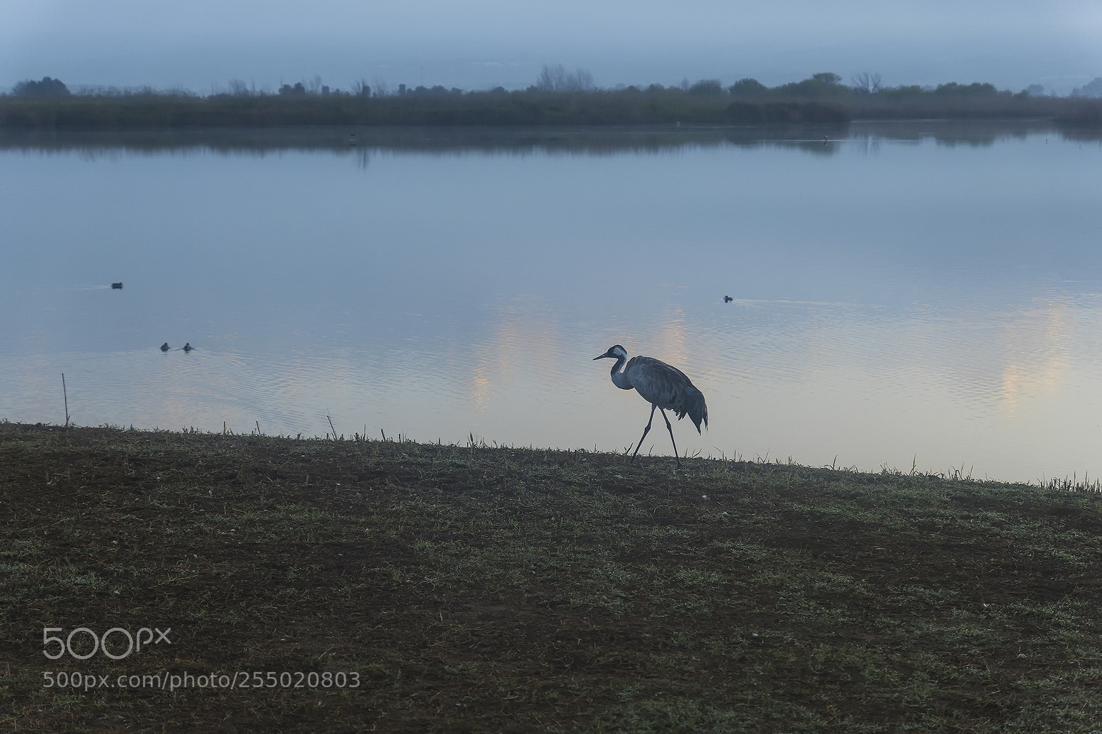Sony ILCA-77M2 sample photo. Birds photography