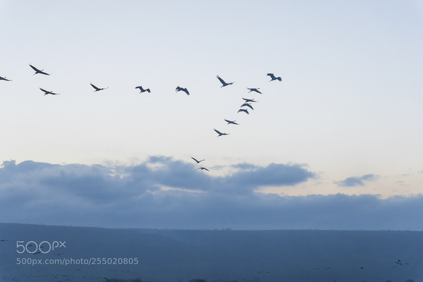 Sony ILCA-77M2 sample photo. Birds photography