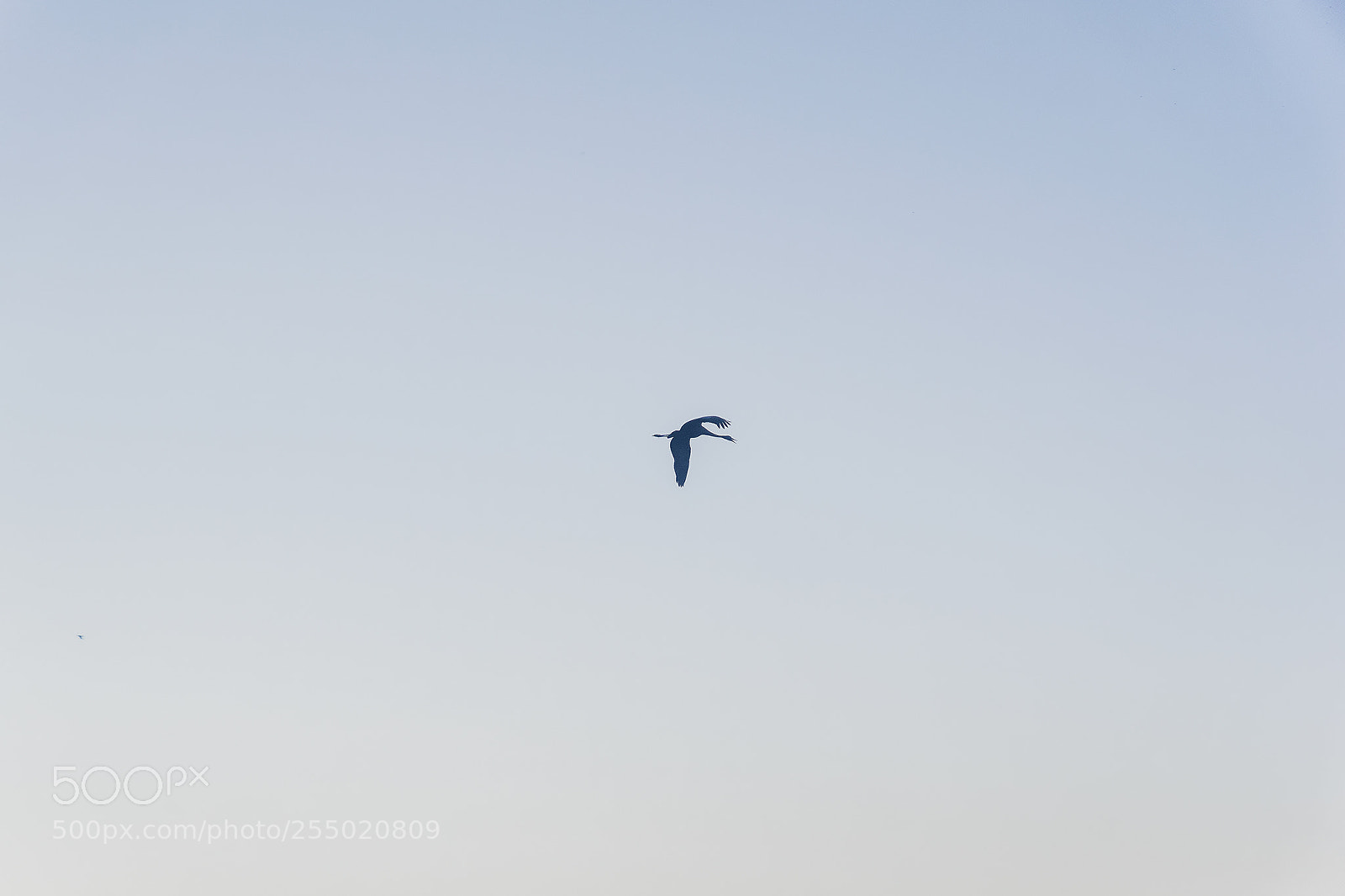 Sony ILCA-77M2 sample photo. Birds photography