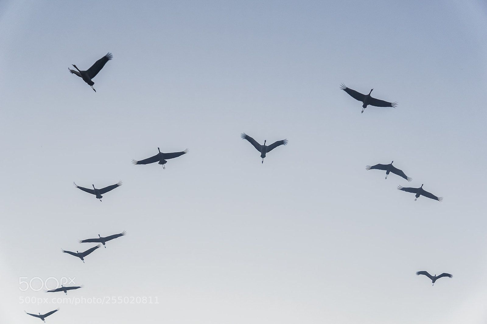 Sony ILCA-77M2 sample photo. Birds photography