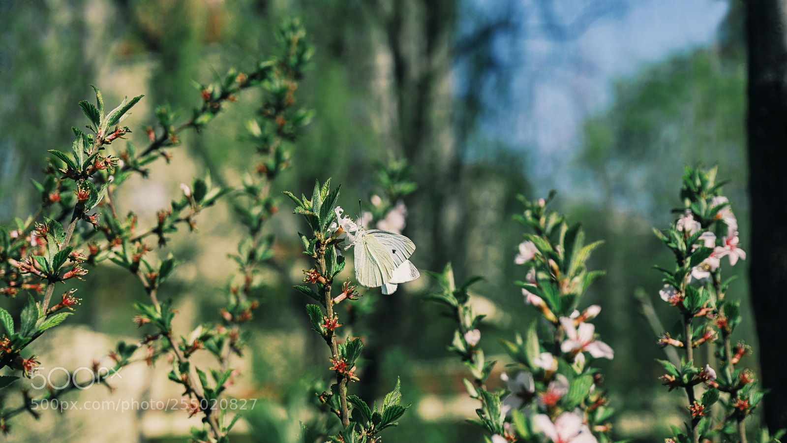 Sony a6000 sample photo. Butterfly photography