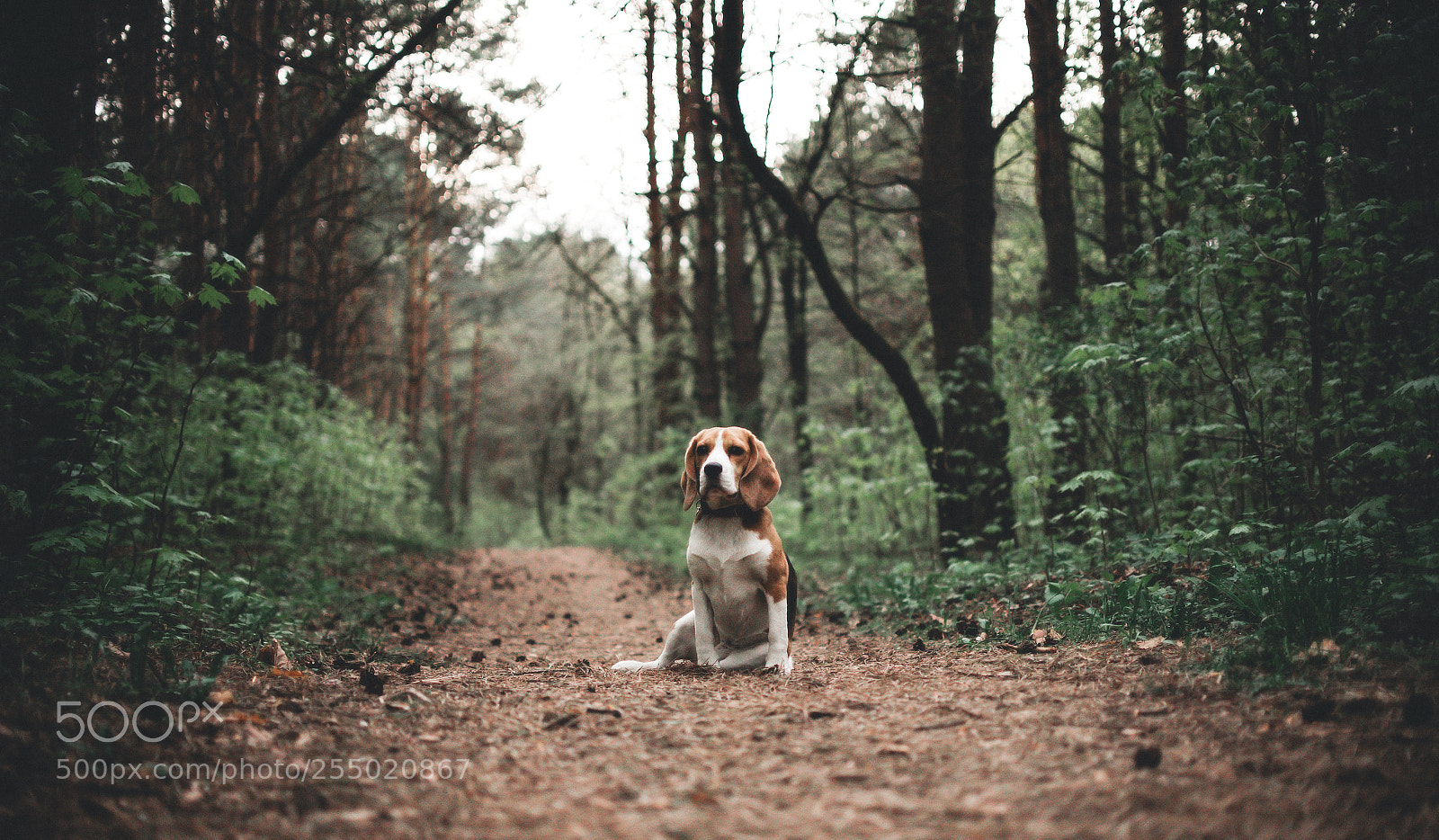 Nikon D750 sample photo. Beagle in the forest photography