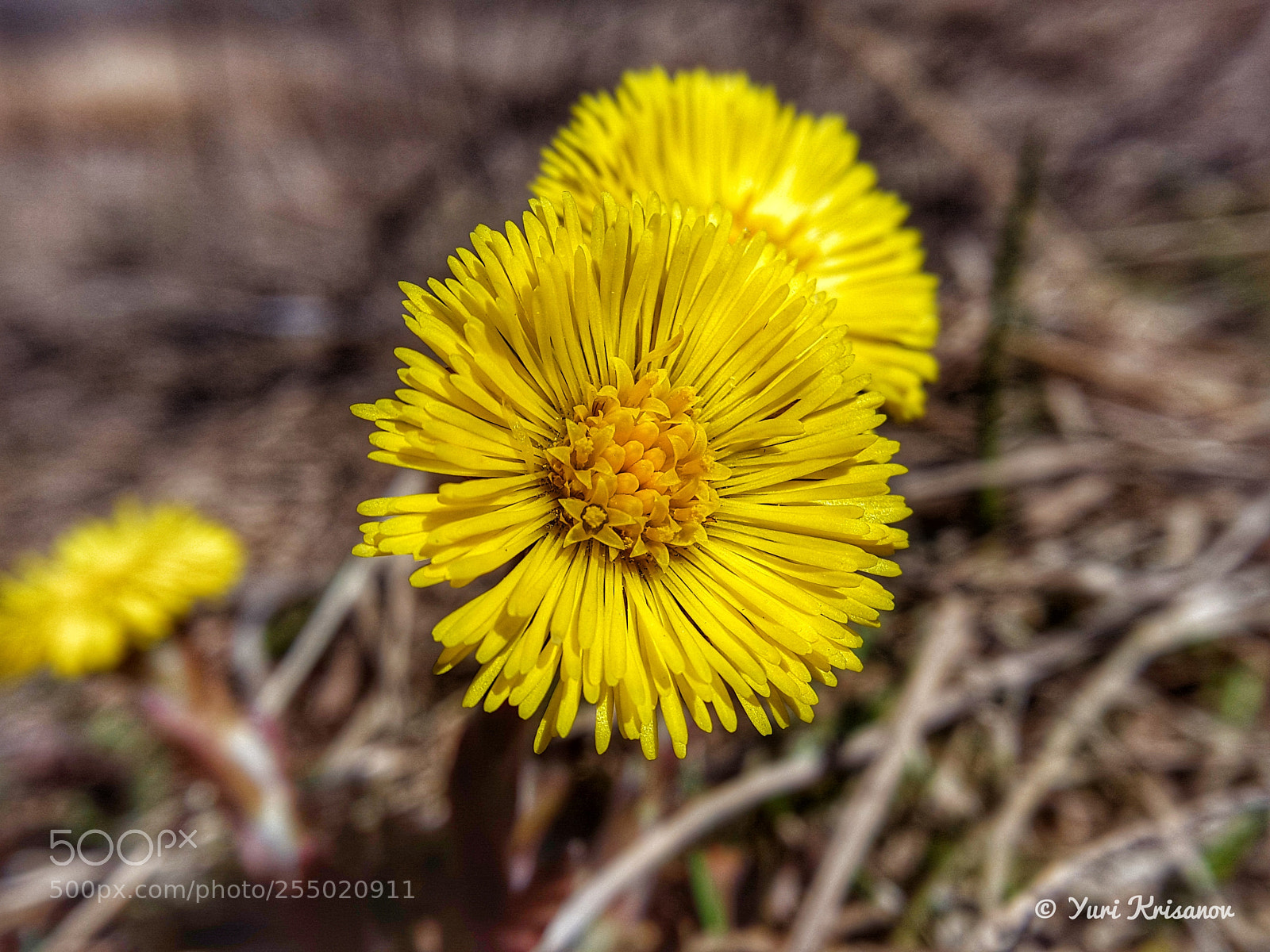 Samsung Galaxy Alpha sample photo. Tussilago farfara photography