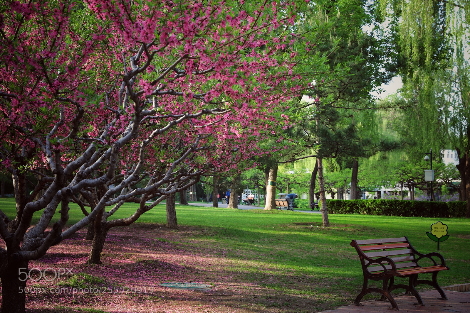 Canon EOS 5D Mark IV sample photo. Untitled photography