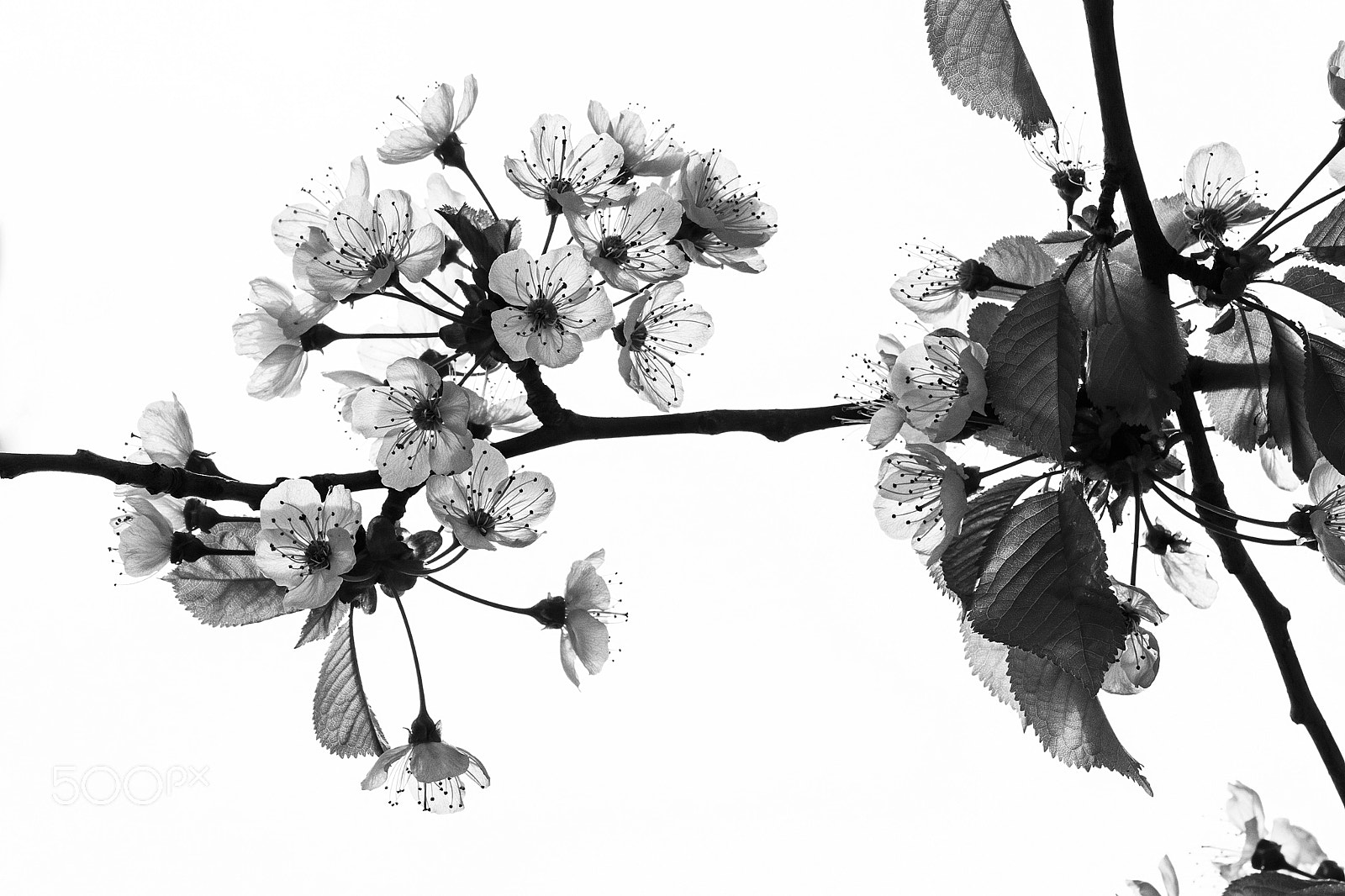 Canon EOS 5DS sample photo. Blossoms photography