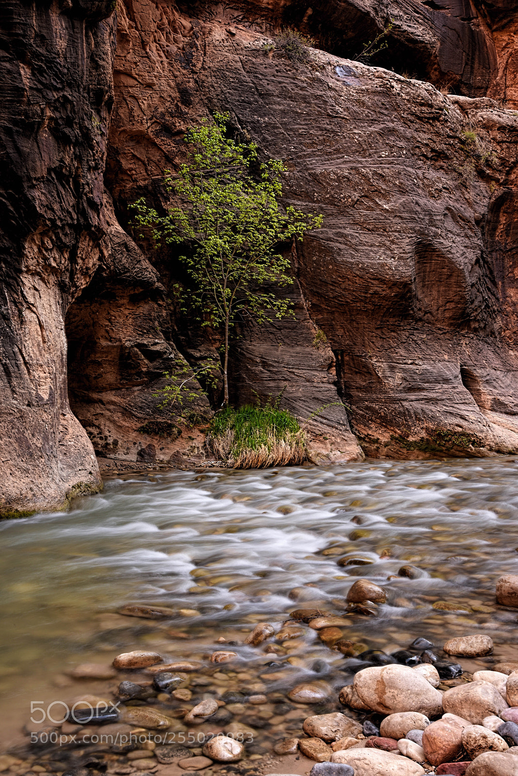 Nikon D810 sample photo. Beauty in the narrows photography