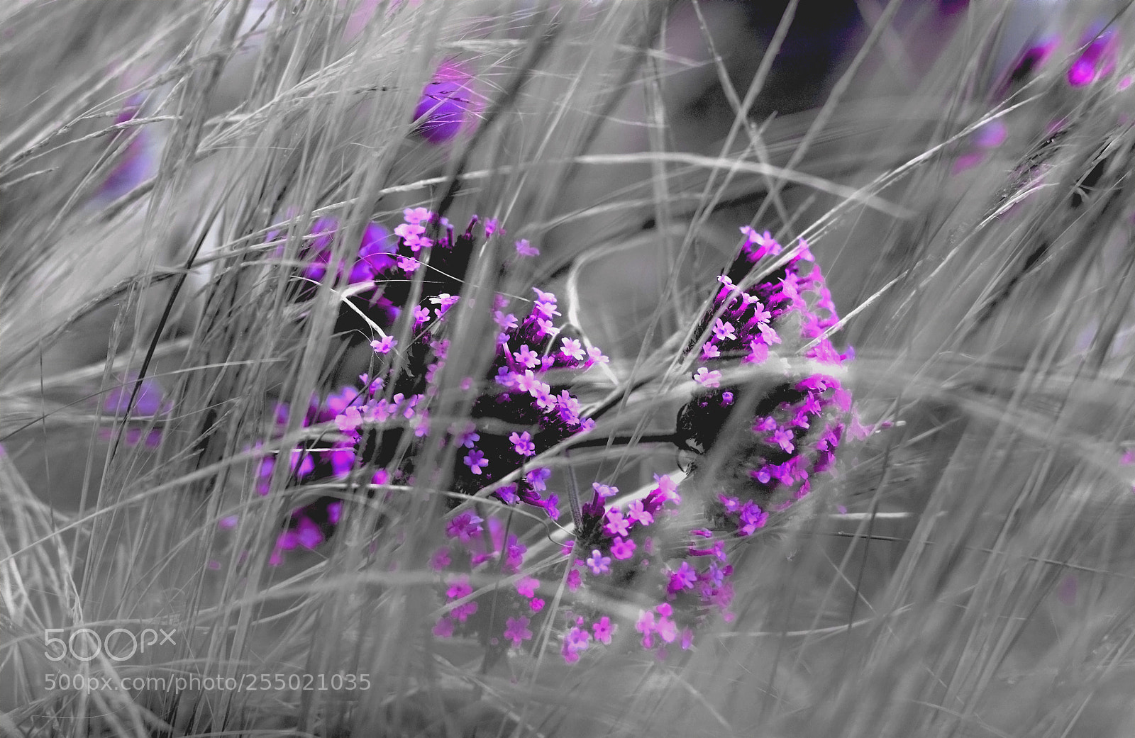 Canon EOS 750D (EOS Rebel T6i / EOS Kiss X8i) sample photo. Purple in the blowing photography