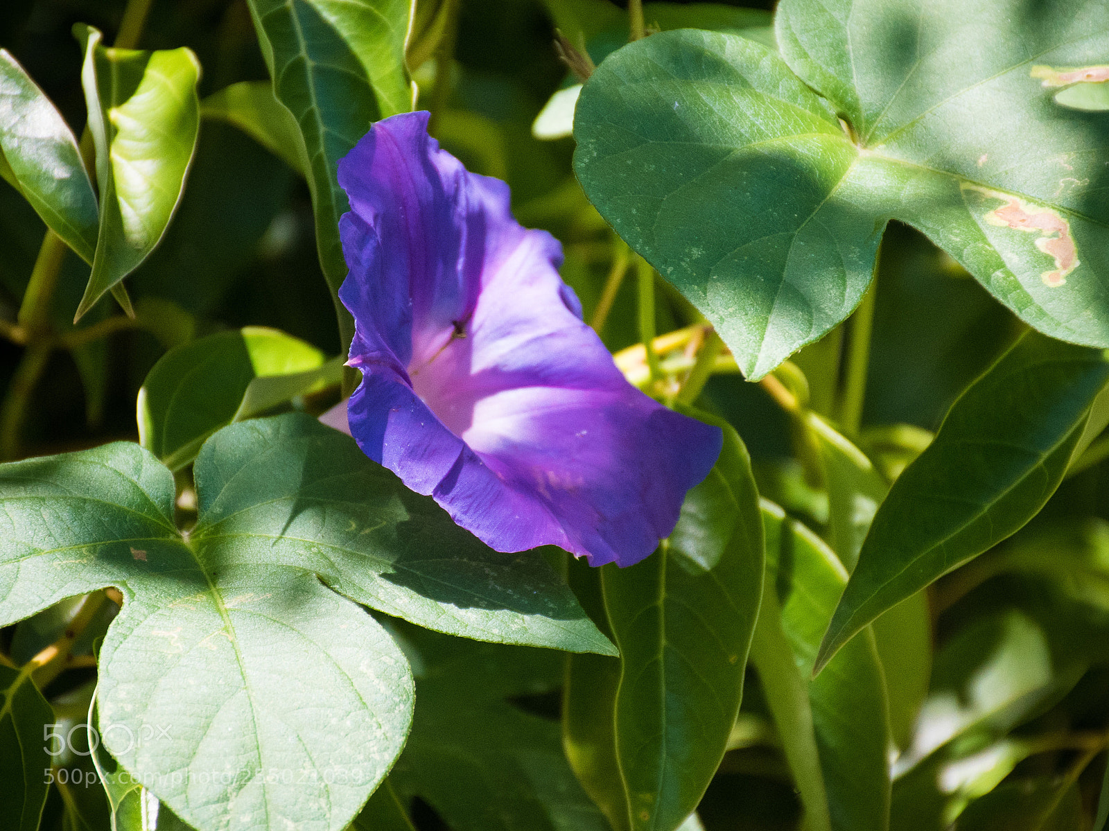 Nikon D5500 sample photo. Morning glory photography