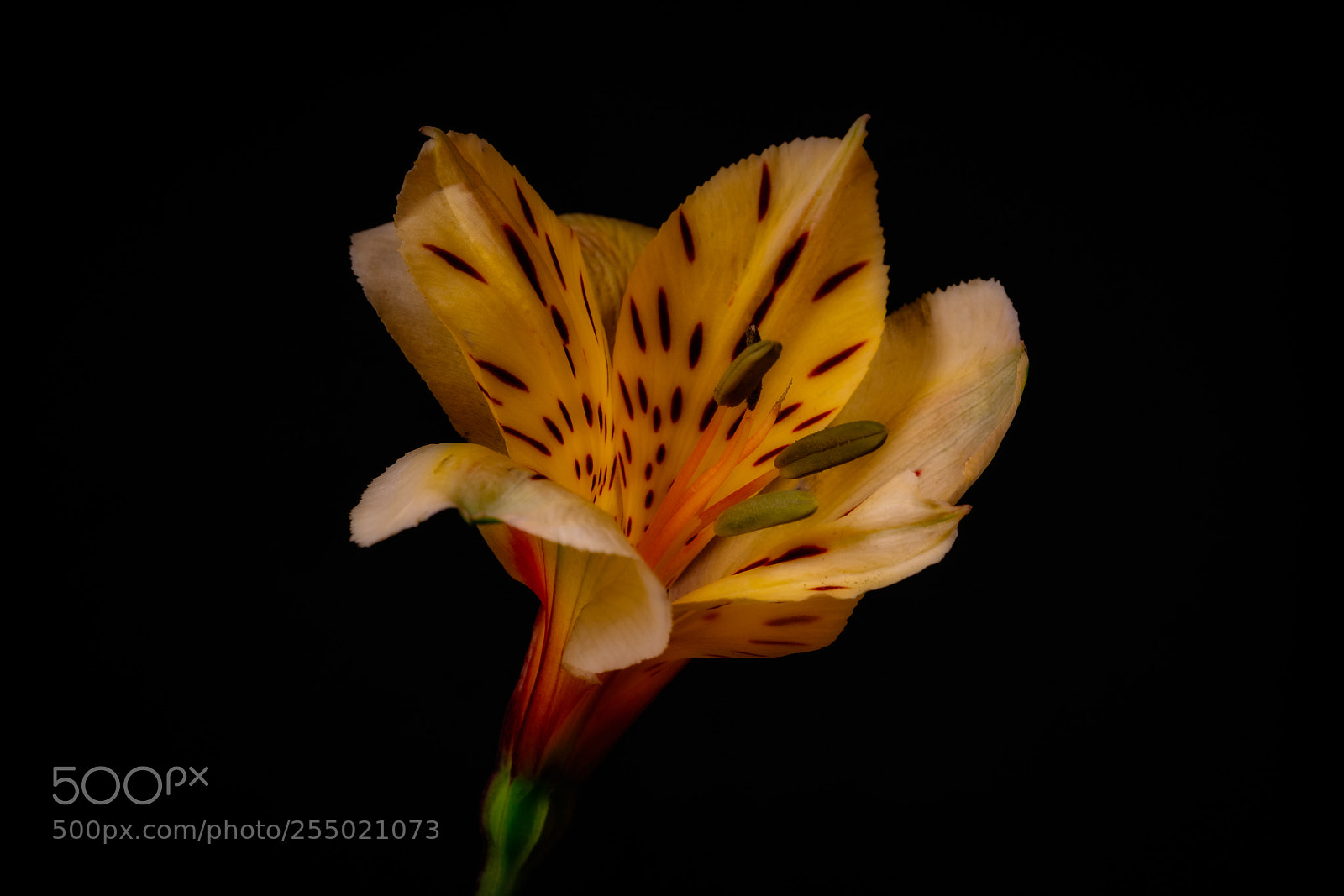 Sony a7R II sample photo. Yellow photography