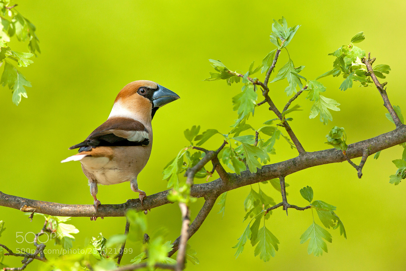 Canon EOS 5D Mark II sample photo. Coccothraustes coccothraustes photography
