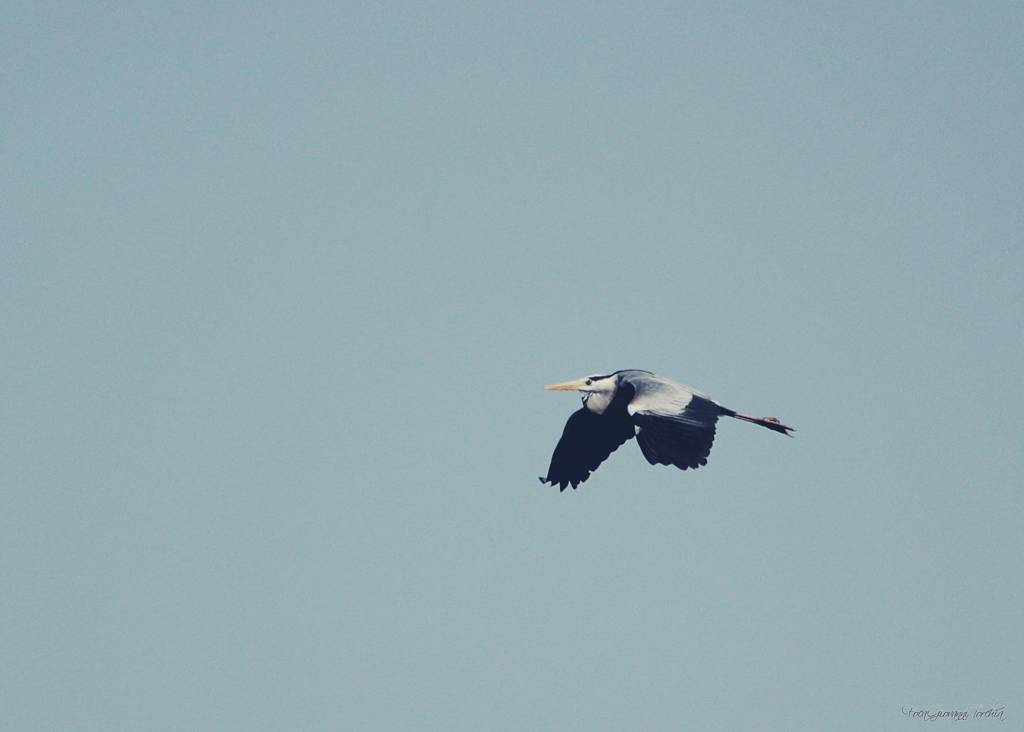 Sigma 150-600mm F5-6.3 DG OS HSM | C sample photo. Oasis of lake candia canavese - italy photography