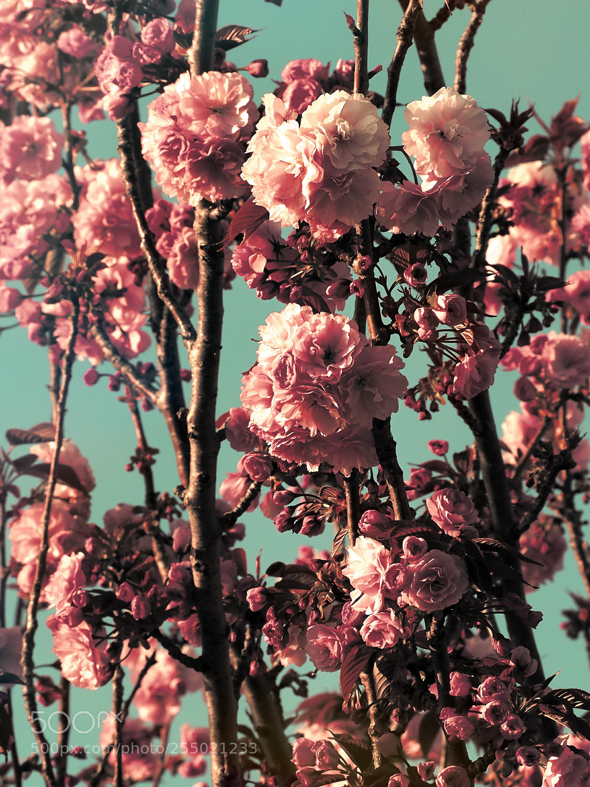 Olympus OM-D E-M10 II sample photo. Cherry flowers photography