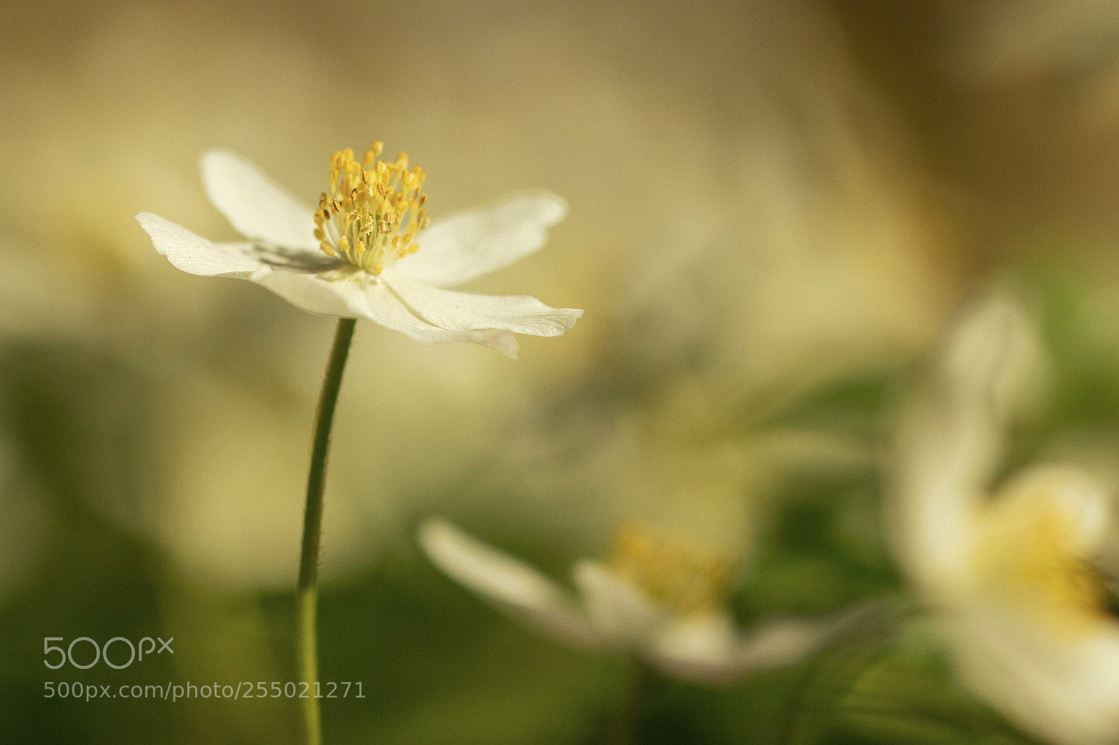 Canon EOS 600D (Rebel EOS T3i / EOS Kiss X5) sample photo. Anemone #2 photography