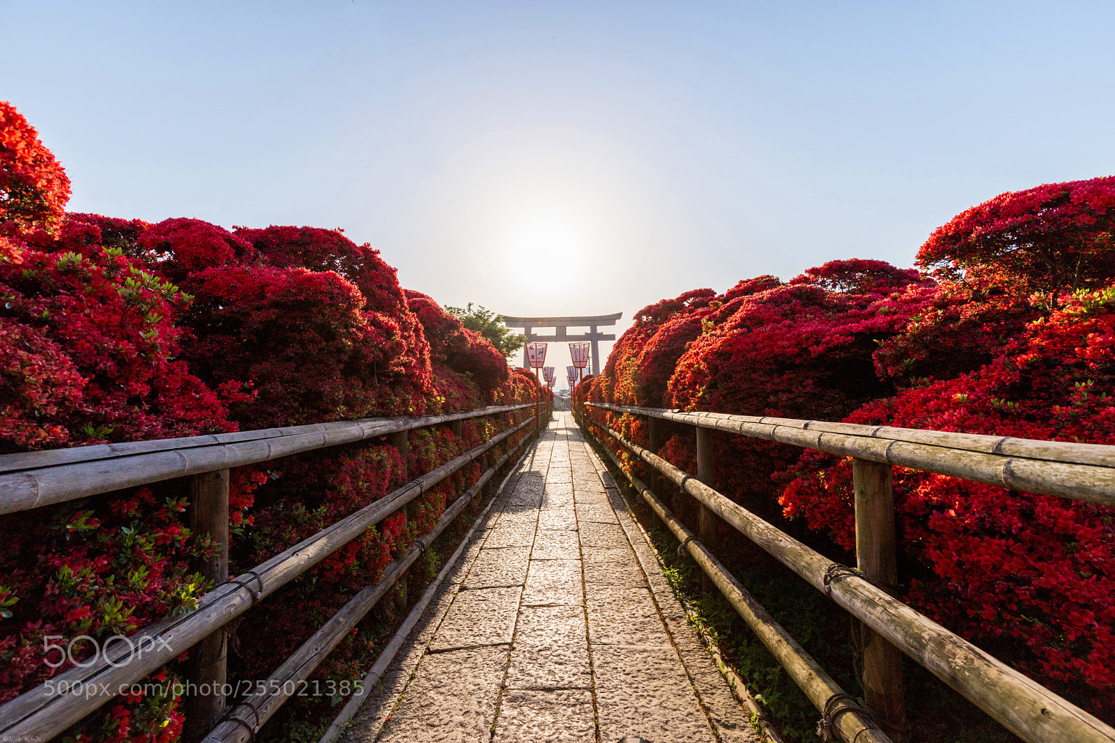 Canon EOS 6D Mark II sample photo. Azalea path to the photography