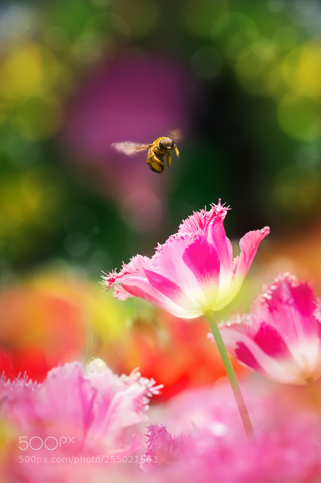 Sony SLT-A77 sample photo. A bee flying towards photography