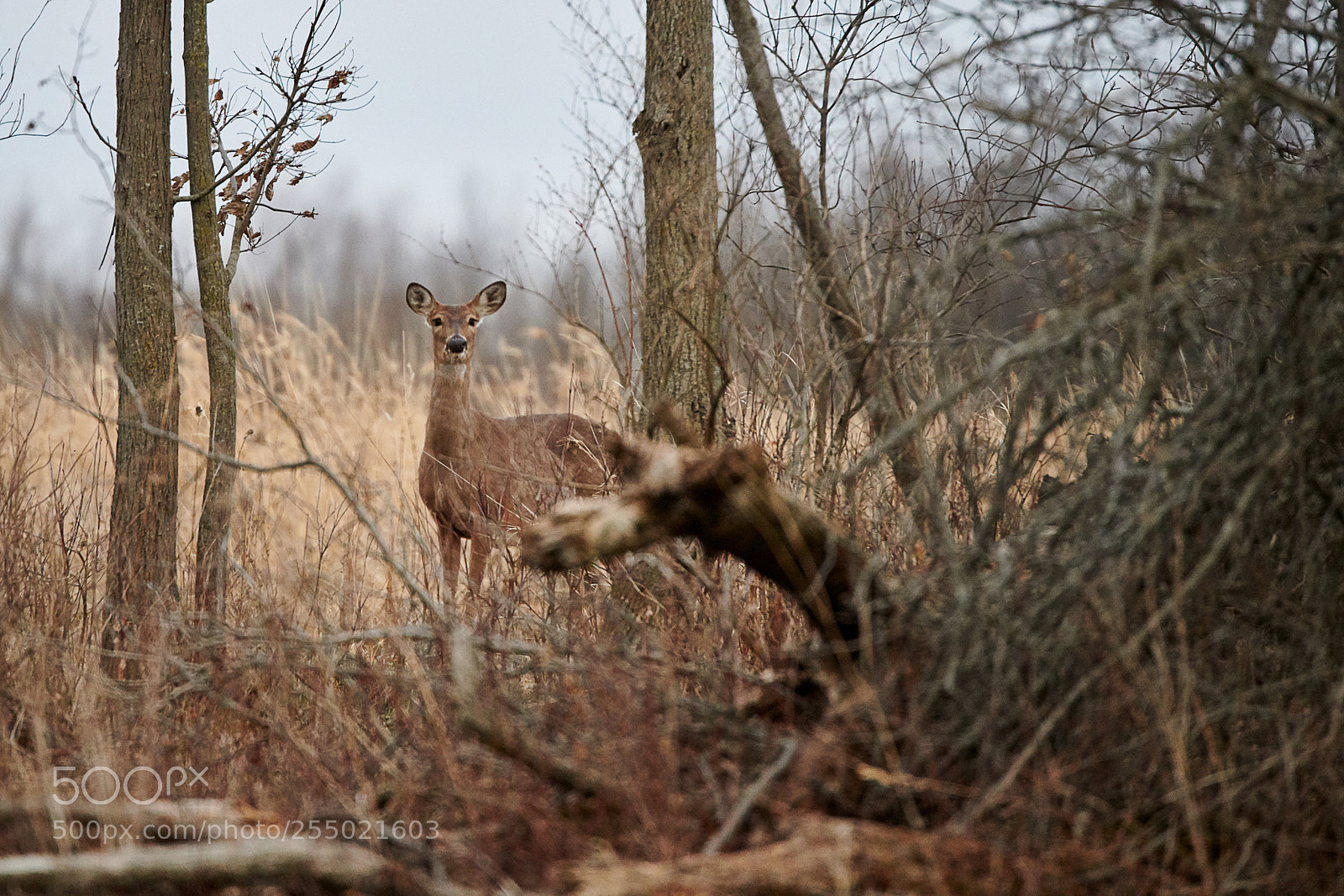 Nikon D850 sample photo. Wildlife photography
