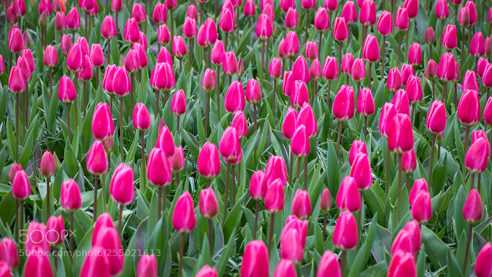 Nikon D610 sample photo. One or two tulips photography