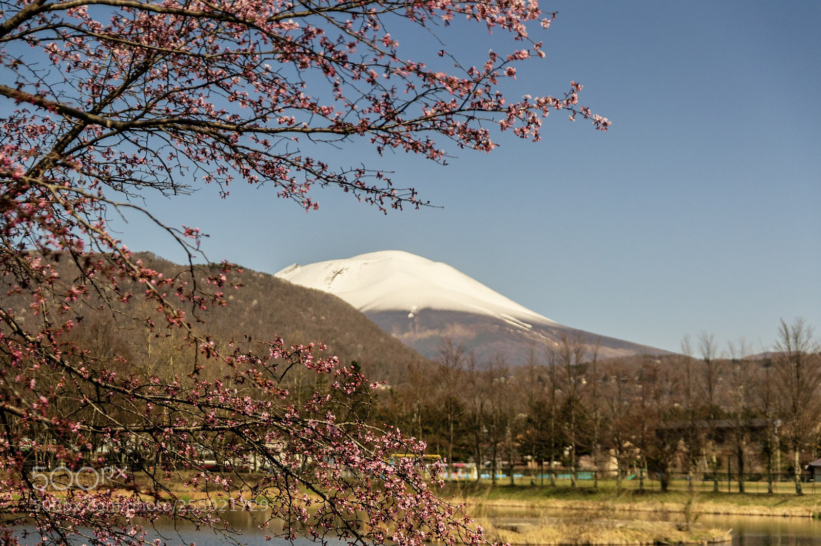 Pentax K-3 sample photo. Sakura of the pond photography
