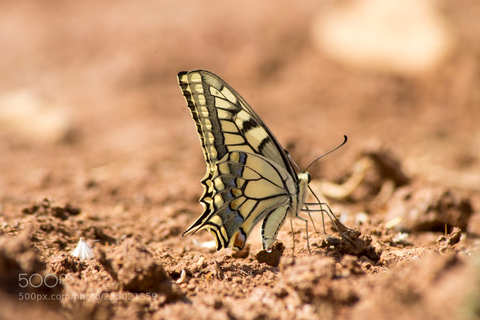 Nikon D7200 sample photo. Butterfly photography