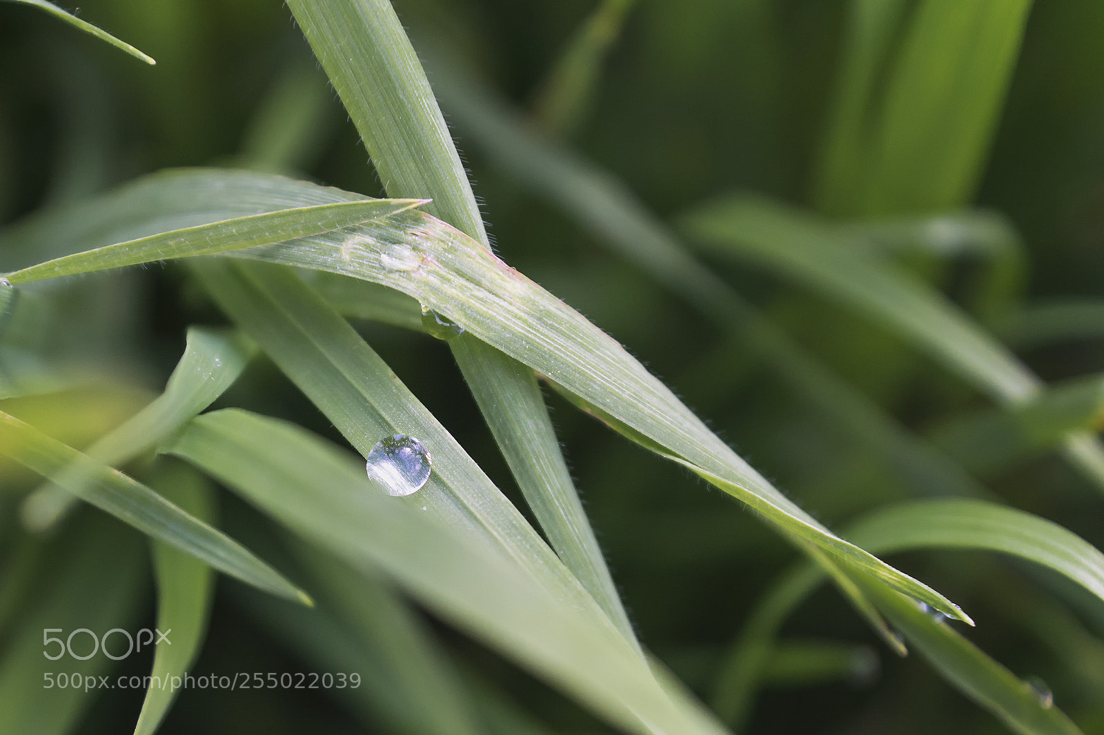 Sony ILCA-77M2 sample photo. Macro in hula photography