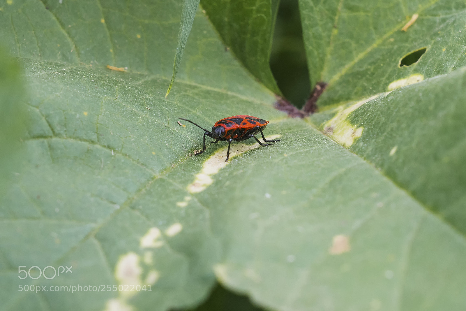 Sony ILCA-77M2 sample photo. Macro in hula photography