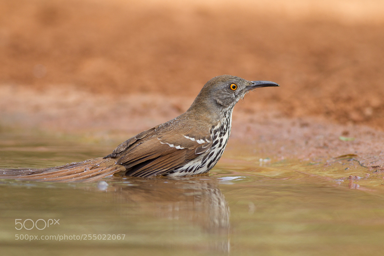 Canon EOS-1D Mark IV sample photo. Long-billed thrasher photography