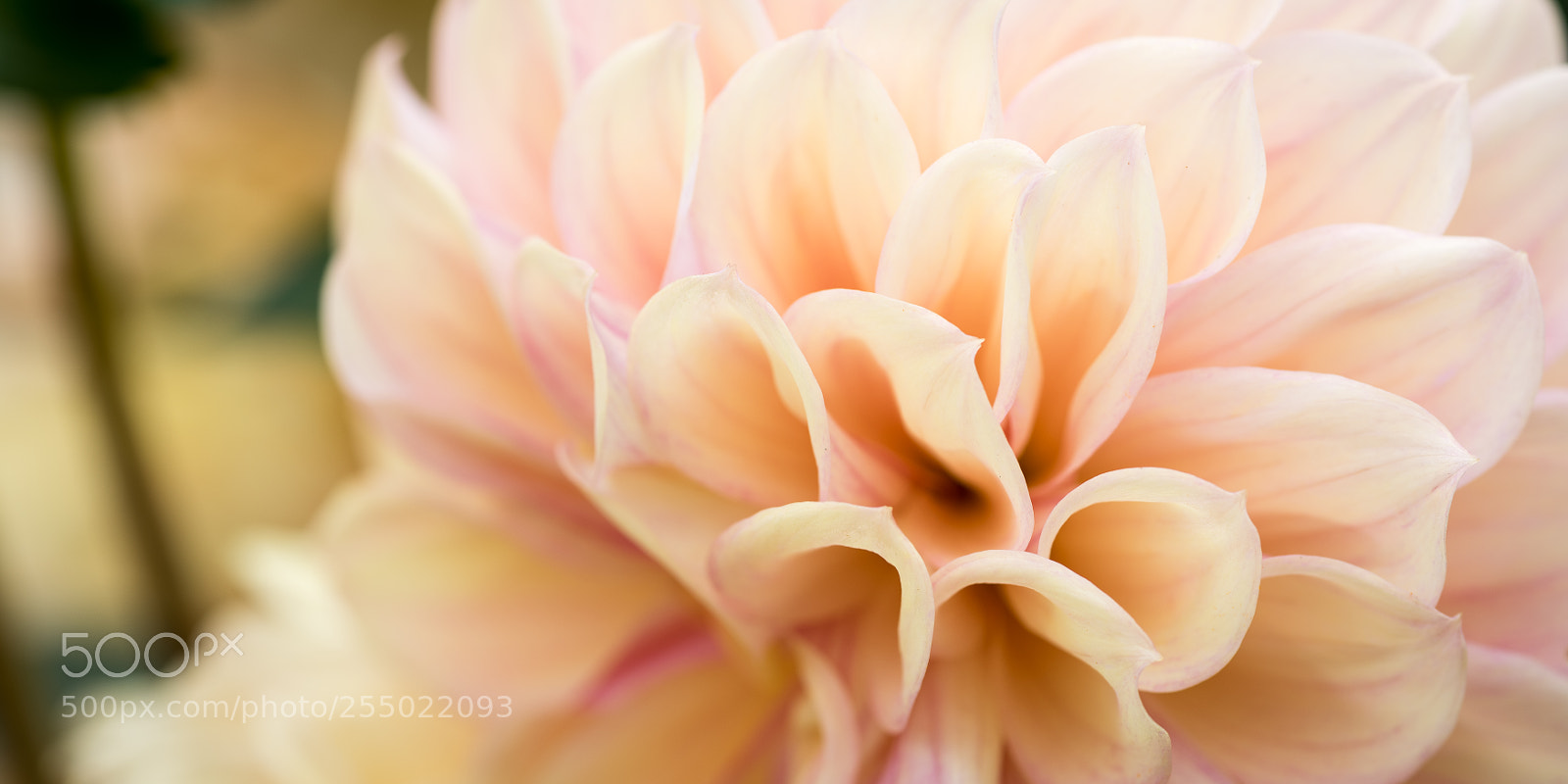 Nikon D810 sample photo. Silk dahlia petals photography