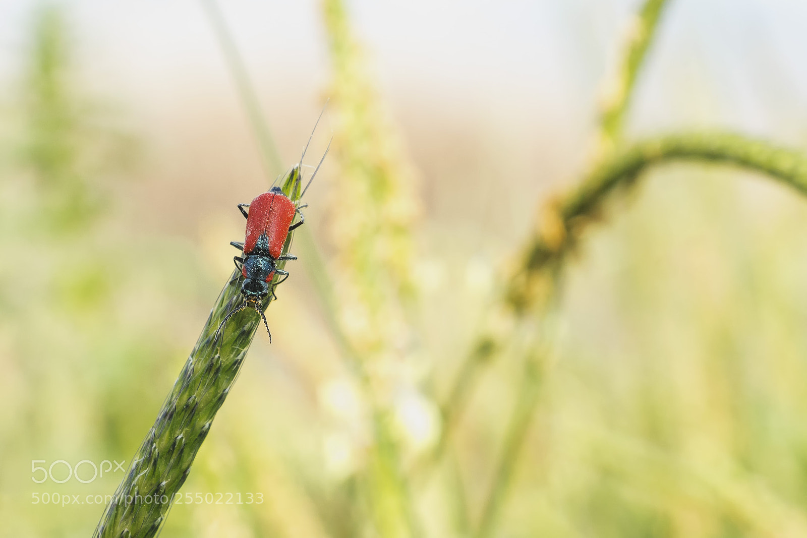 Sony ILCA-77M2 sample photo. Macro in hula photography