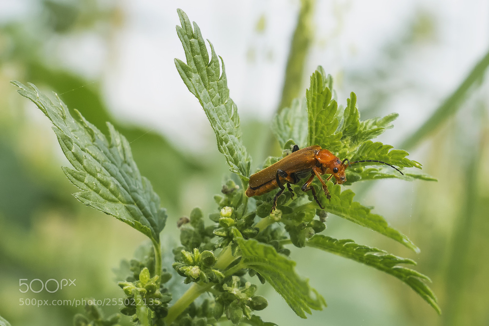 Sony ILCA-77M2 sample photo. Macro in hula photography