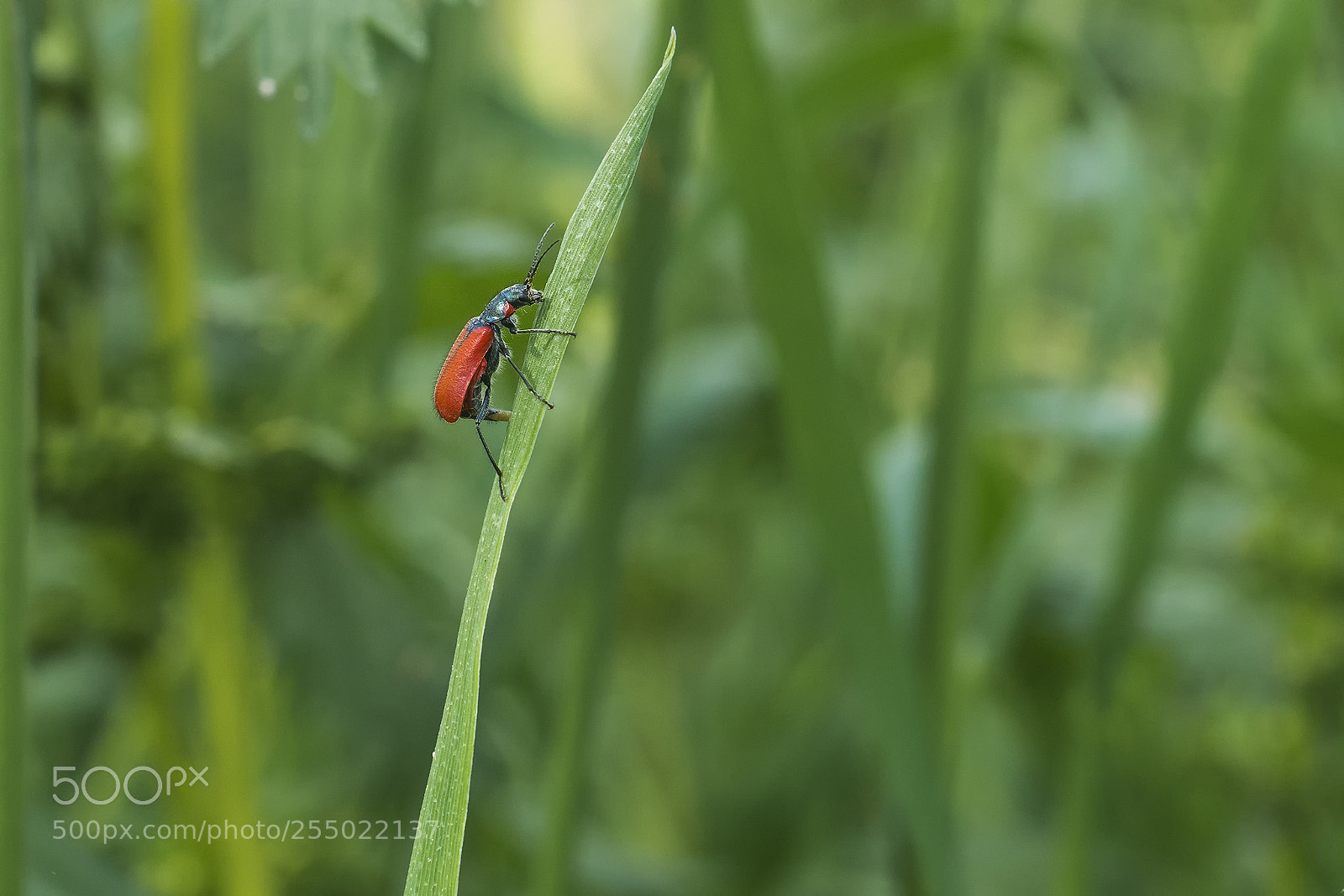 Sony ILCA-77M2 sample photo. Macro in hula photography