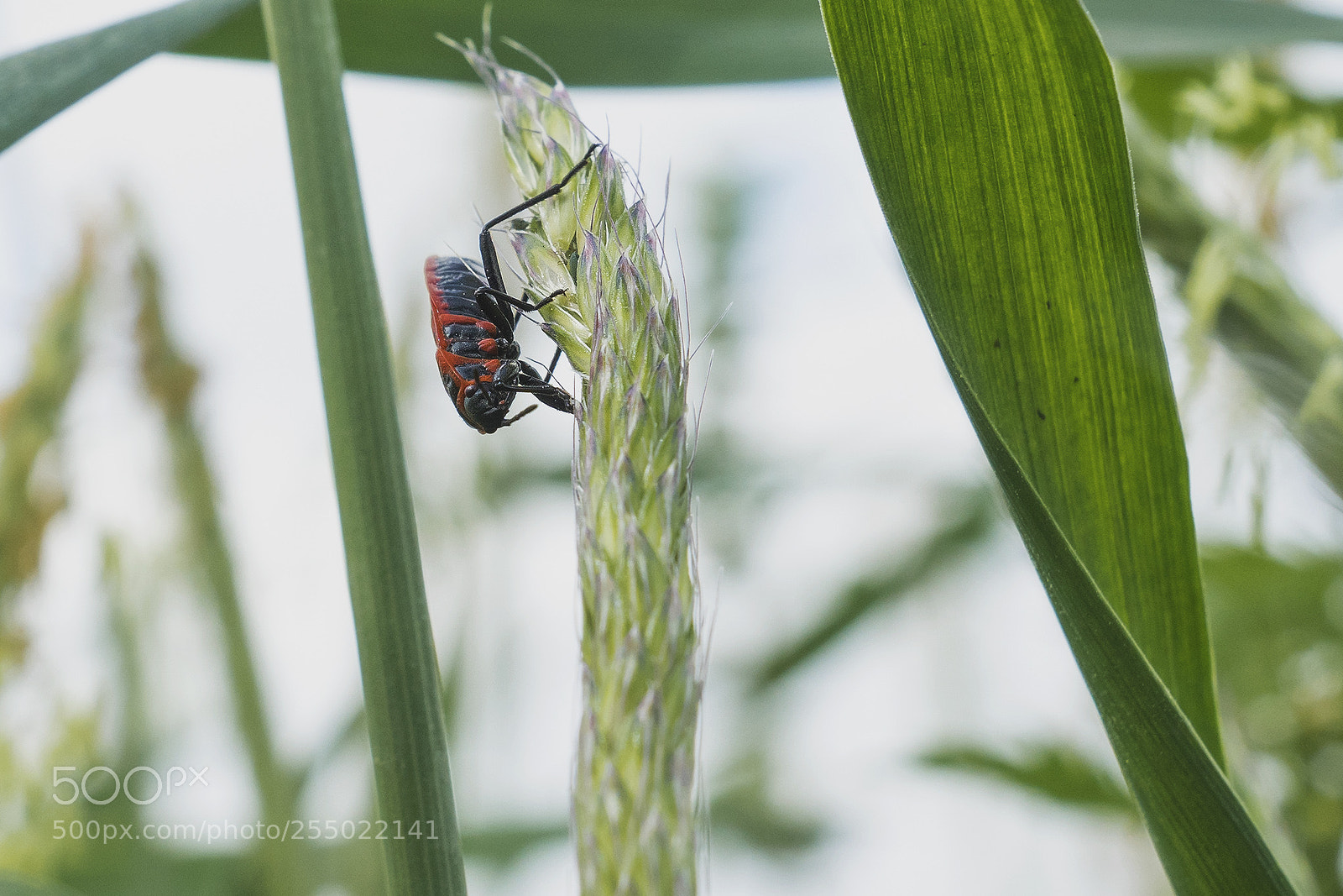 Sony ILCA-77M2 sample photo. Macro in hula photography