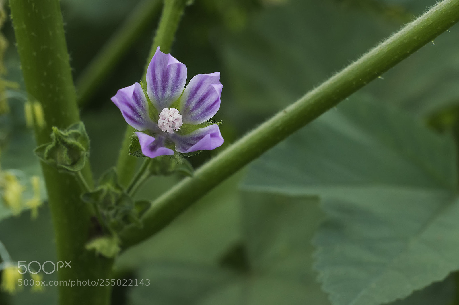 Sony ILCA-77M2 sample photo. Macro in hula photography