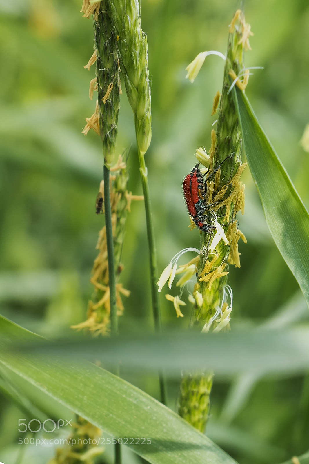 Sony ILCA-77M2 sample photo. Macro in hula photography