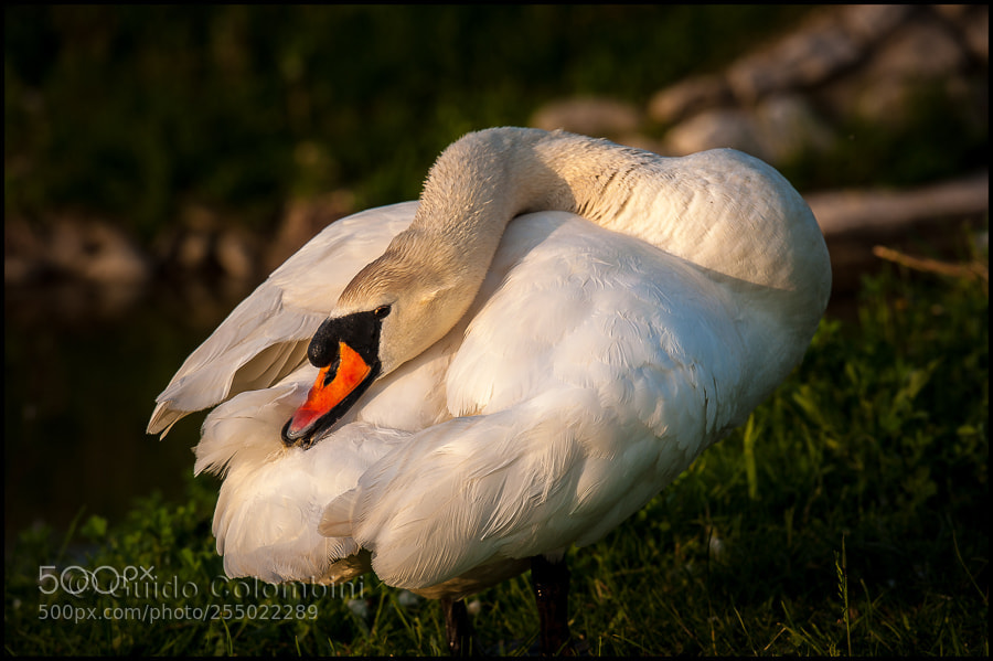 Nikon D700 sample photo. Rest photography