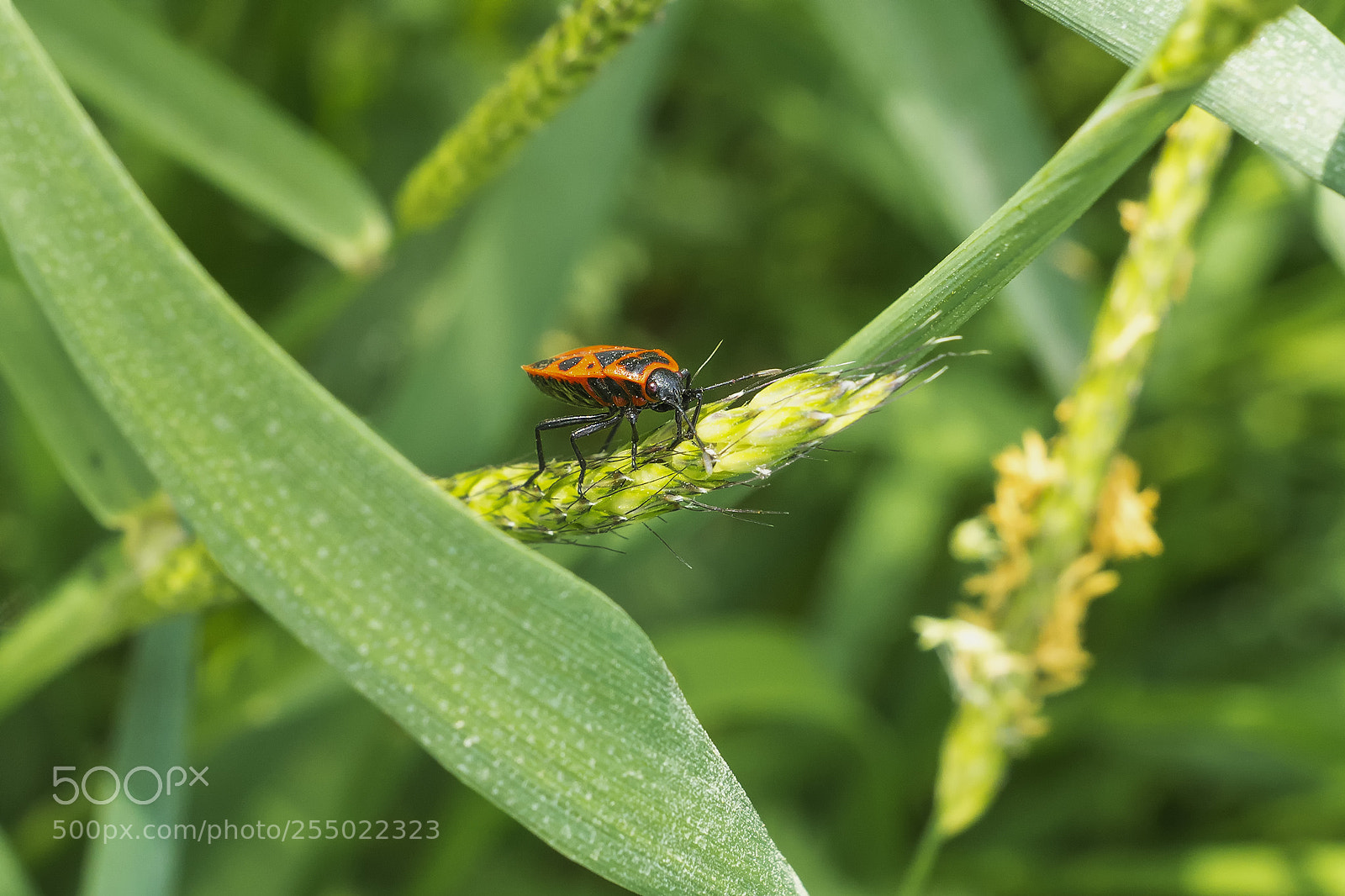 Sony ILCA-77M2 sample photo. Macro in hula photography