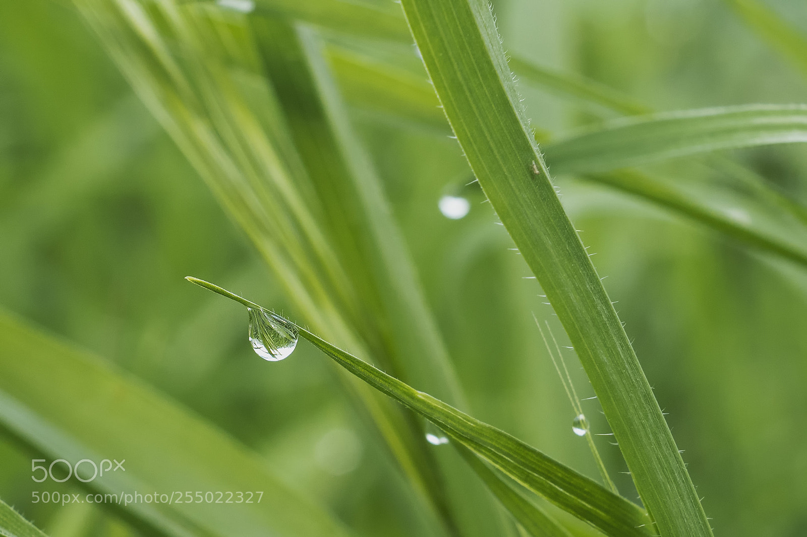 Sony ILCA-77M2 sample photo. Macro in hula photography