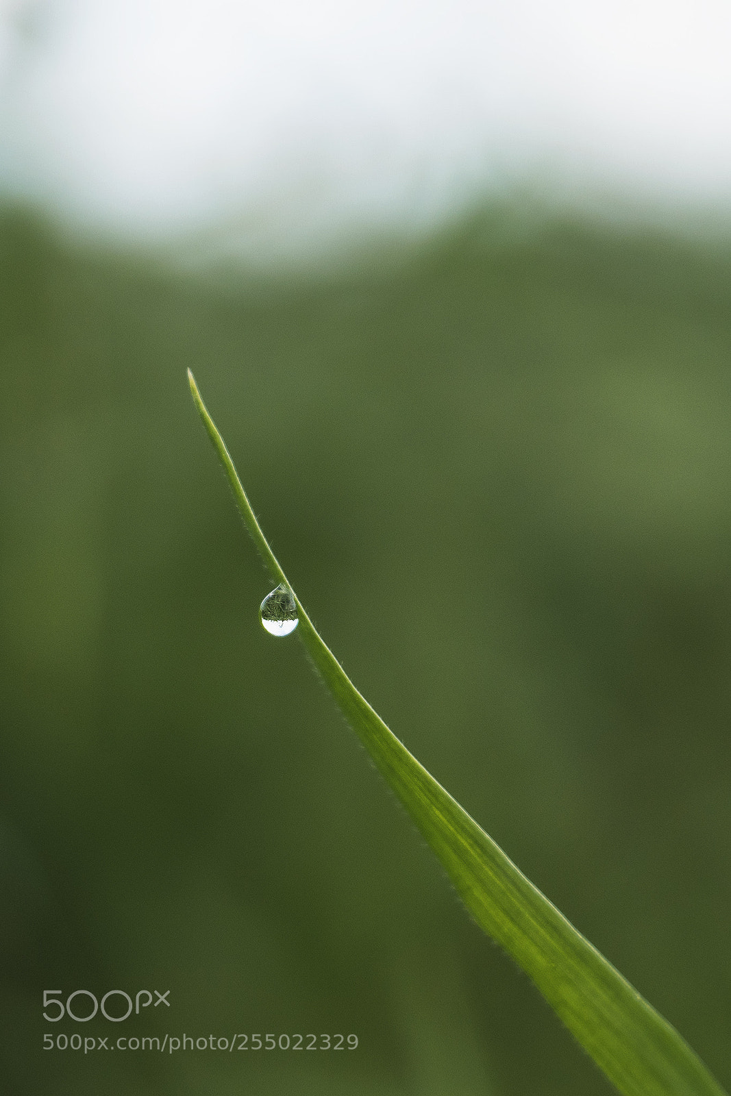 Sony ILCA-77M2 sample photo. Macro in hula photography