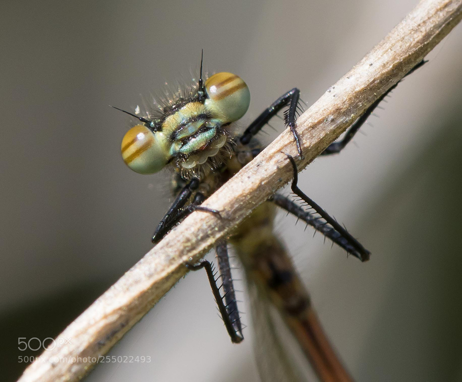 Canon EOS 7D Mark II sample photo. Large red damselfly photography