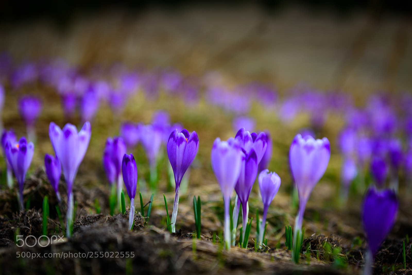 Nikon D810 sample photo. Spring flowers photography