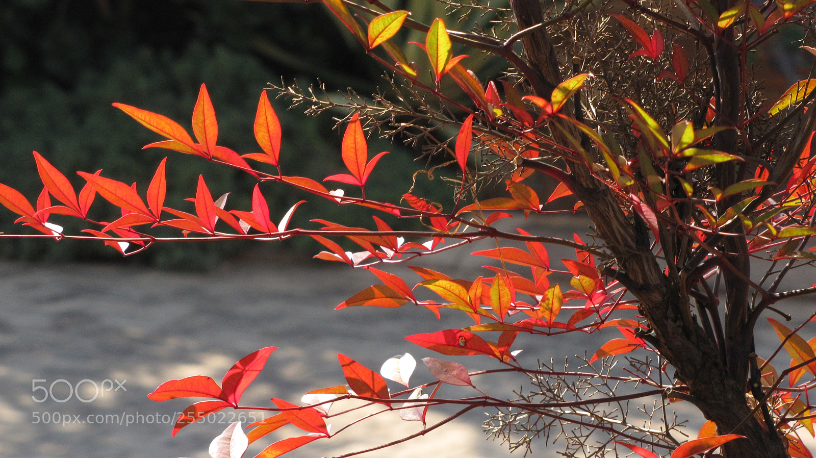Canon PowerShot SX10 IS sample photo. Img photography