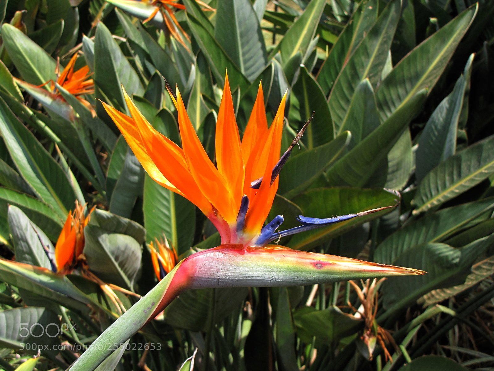 Canon PowerShot SX10 IS sample photo. Img photography