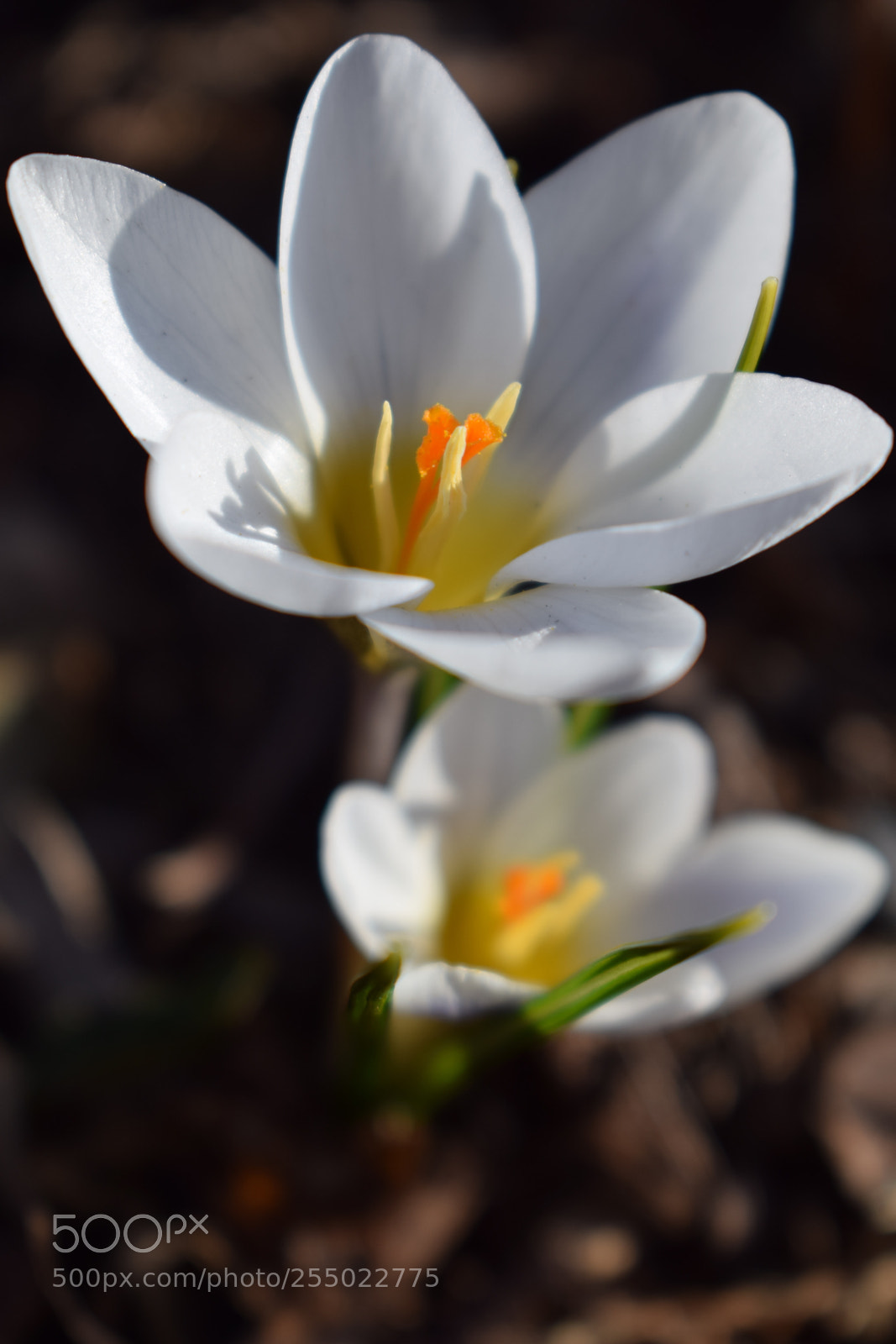 Nikon D3300 sample photo. Crocus photography