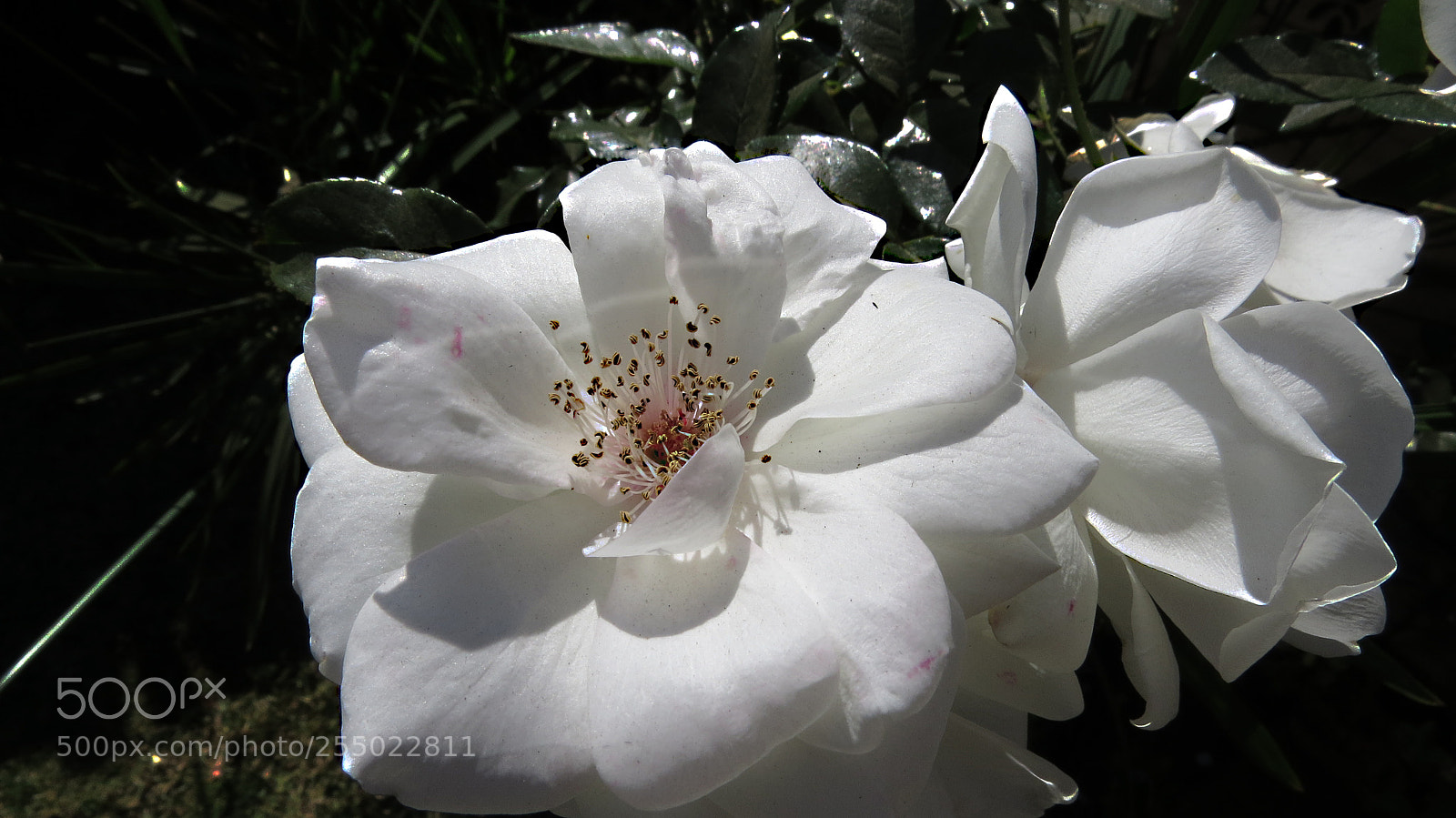 Canon PowerShot SX50 HS sample photo. Img photography