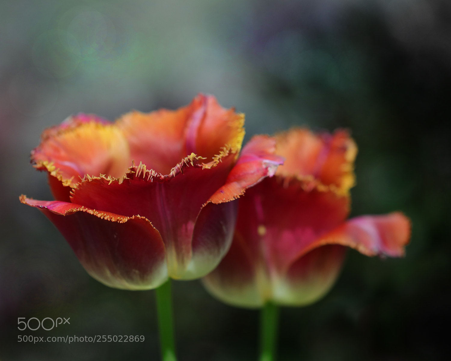 Canon EOS 80D sample photo. Tulips 2 photography