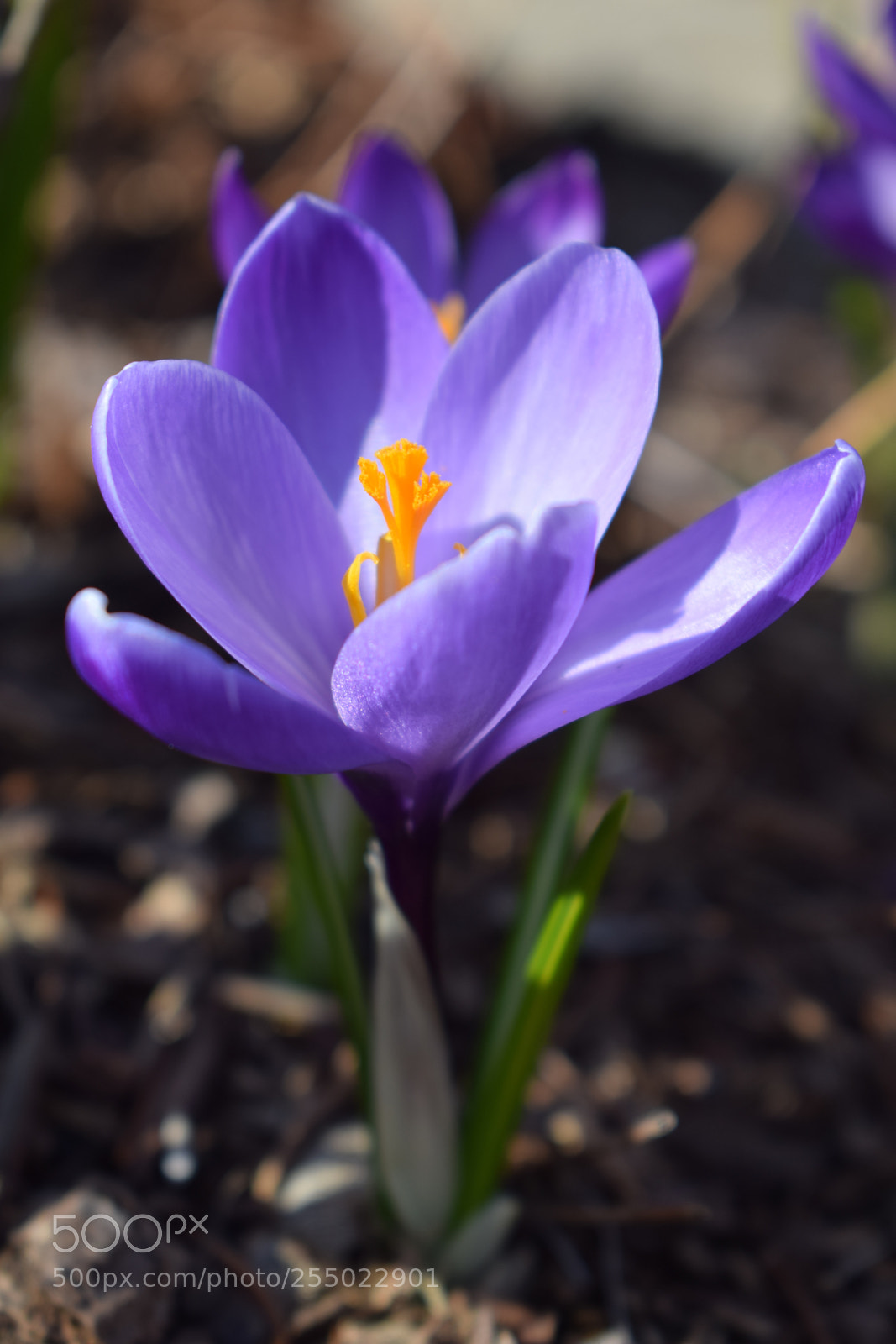Nikon D3300 sample photo. Crocus photography